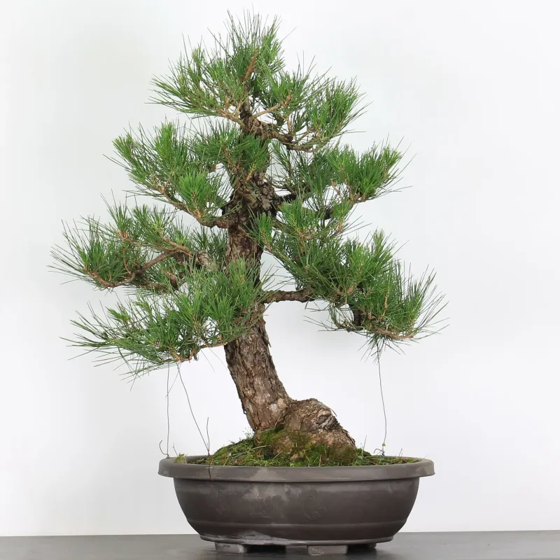 image supplémentaire - BONSAI PINUS THUNBERGII 1-3