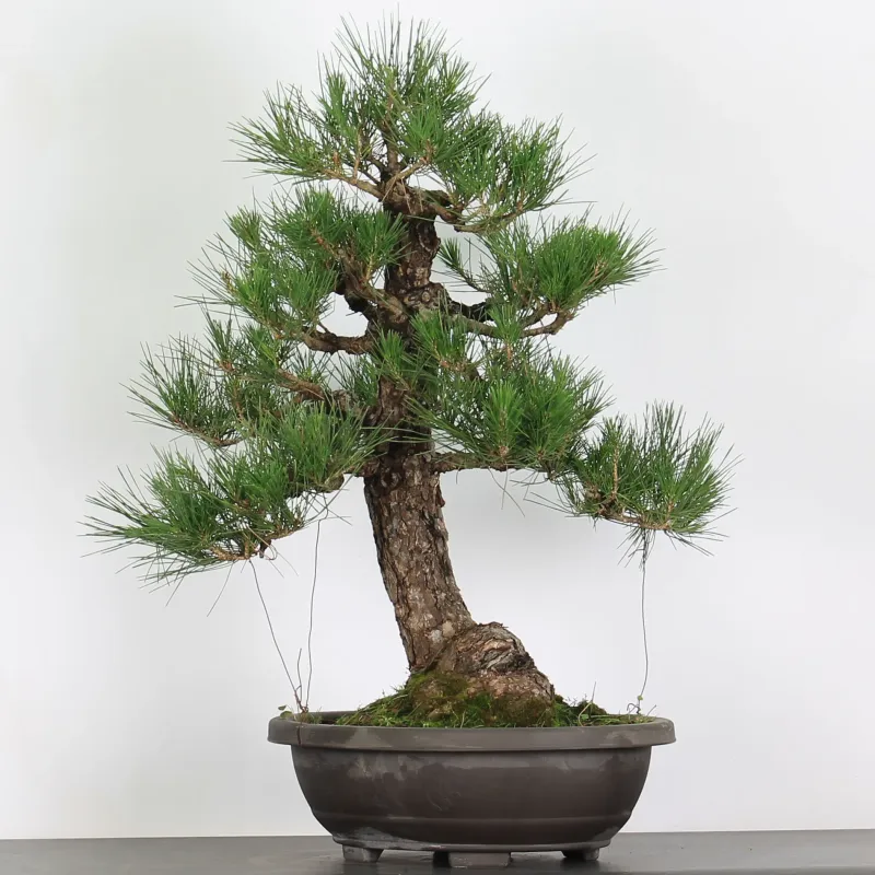 BONSAI PINUS THUNBERGII 1-3