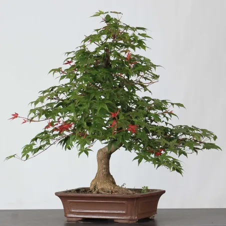 Bonsai Erable Palmatum Deshojo  AD-1-1