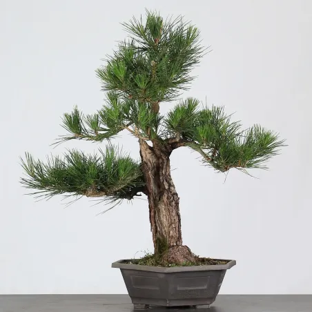 BONSAI PINUS THUNBERGII 3-4