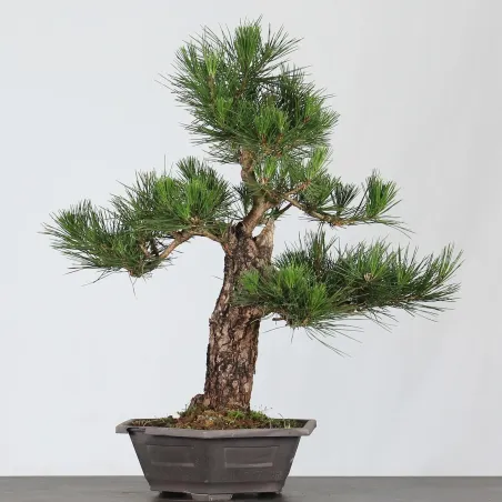 image supplémentaire - BONSAI PINUS THUNBERGII 3-4