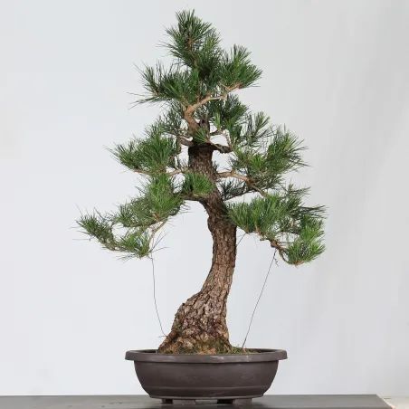 image supplémentaire - BONSAI PINUS THUNBERGII 3-7