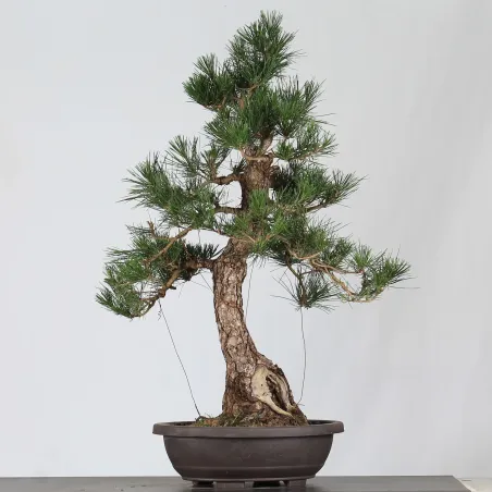 BONSAI PINUS THUNBERGII 3-7