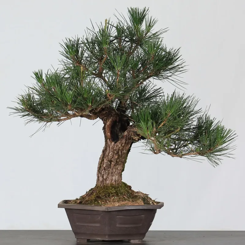 PIN NOIR "PINUS THUNBERGII" 3-8