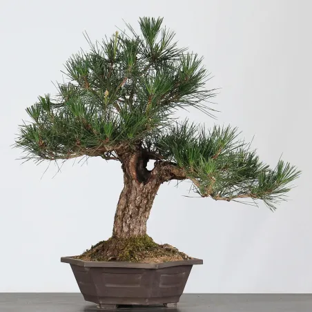 image supplémentaire - BONSAI PINUS THUNBERGII 3-8