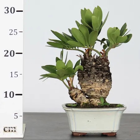 image supplémentaire - ZAMIA 1-7