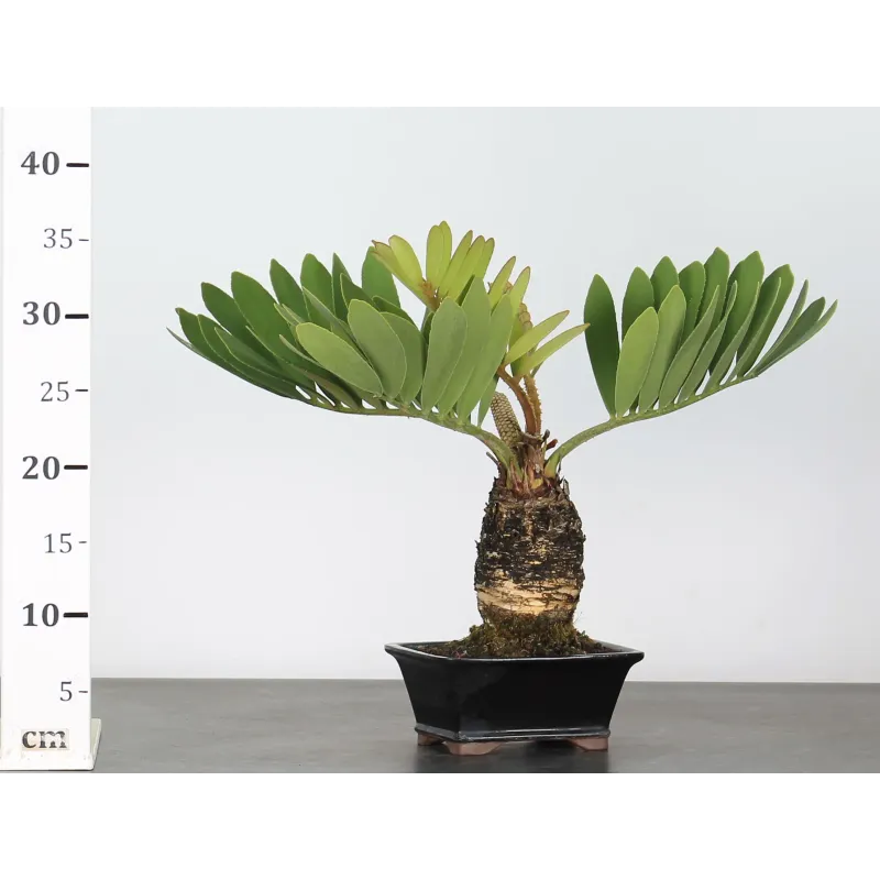 image supplémentaire - ZAMIA 1-12