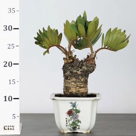 image supplémentaire - ZAMIA 2-3