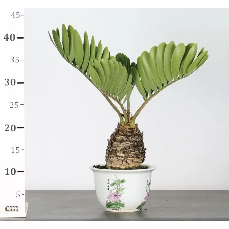 image supplémentaire - ZAMIA 2-8