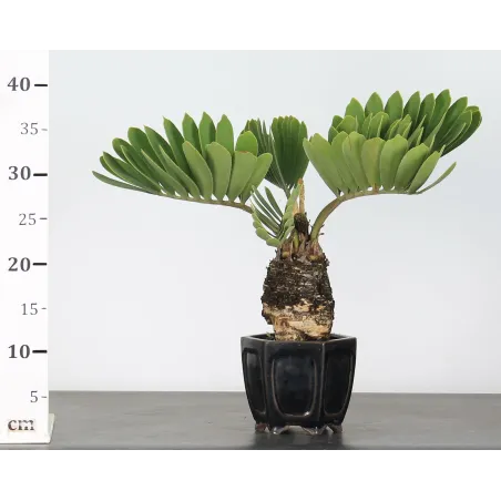 image supplémentaire - ZAMIA 2-9