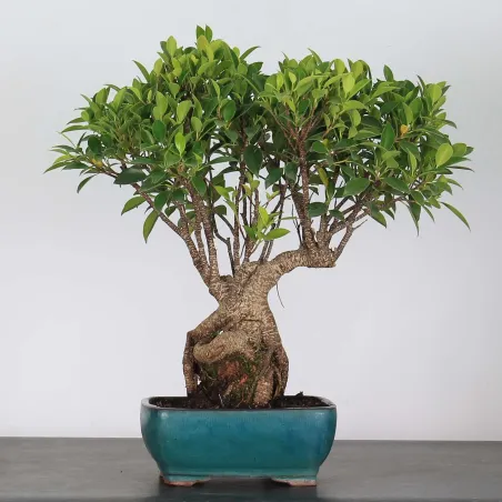 FICUS NITIDA FIN-1-1