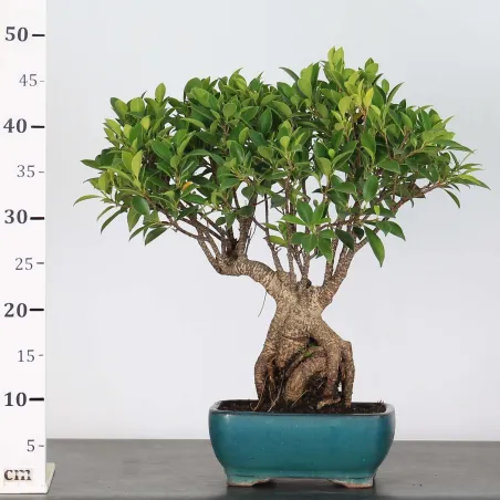 image supplémentaire - FICUS NITIDA FIN-1-1