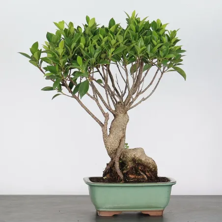 FICUS NITIDA FIN-1-2