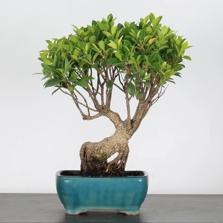 FICUS NITIDA FIN-1-3