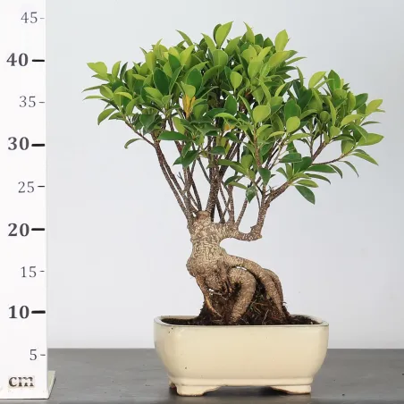 image supplémentaire - FICUS NITIDA FIN-1-5