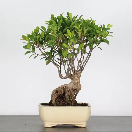 FICUS NITIDA FIN-1-5