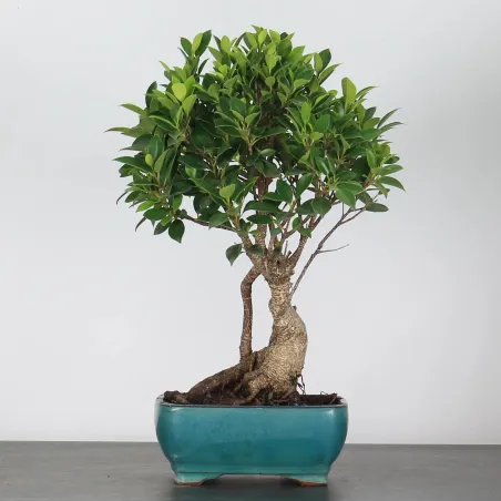 FICUS NITIDA FIN-1-6