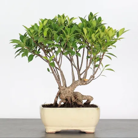 FICUS NITIDA FIN-1-7