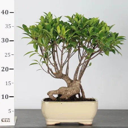 image supplémentaire - FICUS NITIDA FIN-1-7