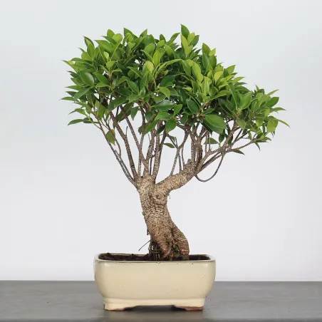 FICUS NITIDA FIN-1-8