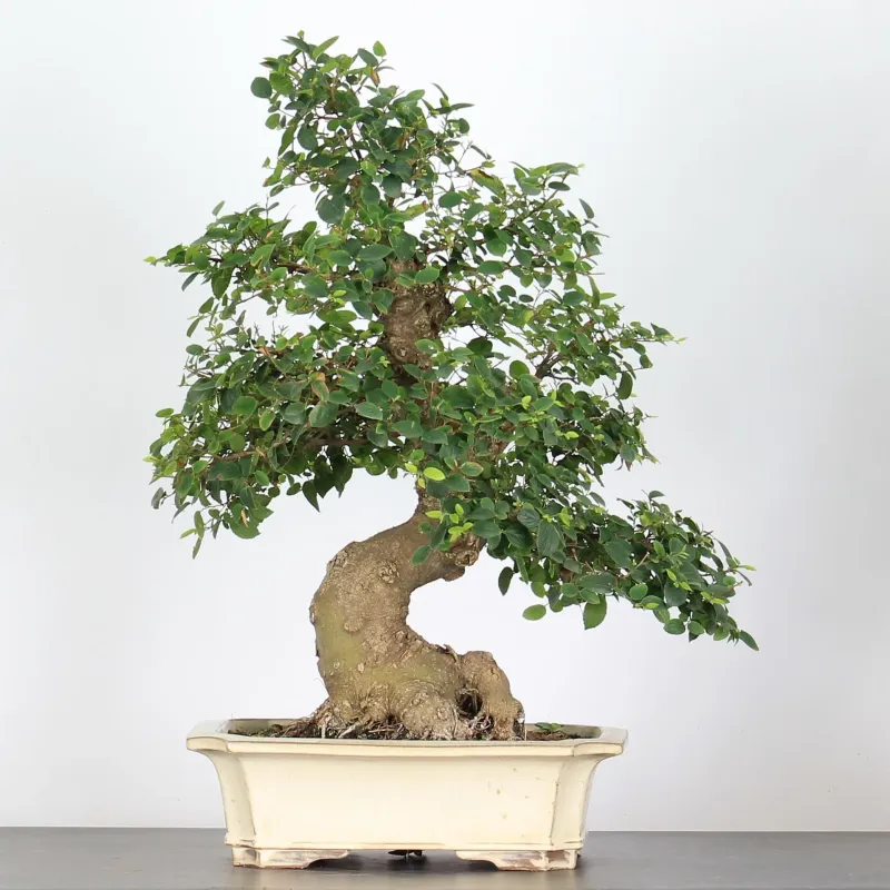 BONSAI CELTIS MICOCOULIER 1-3