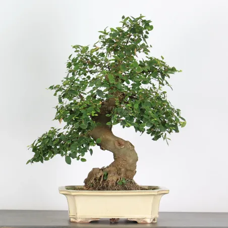 image supplémentaire - BONSAI CELTIS HACKBERRY 1-3