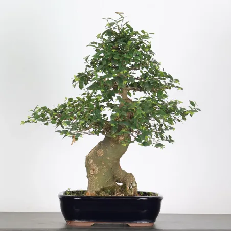 BONSAI CELTIS HACKBERRY 1-4