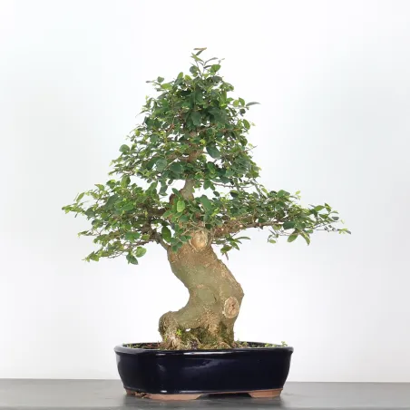 image supplémentaire - BONSAI CELTIS MICOCOULIER 1-4