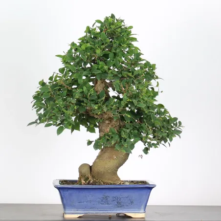 BONSAI CELTIS MICOCOULIER 1-5