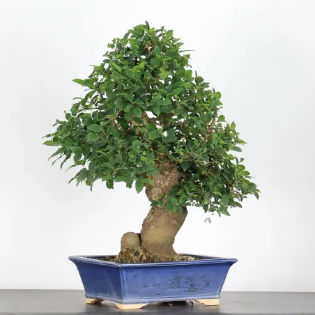 image supplémentaire - BONSAI CELTIS MICOCOULIER 1-5