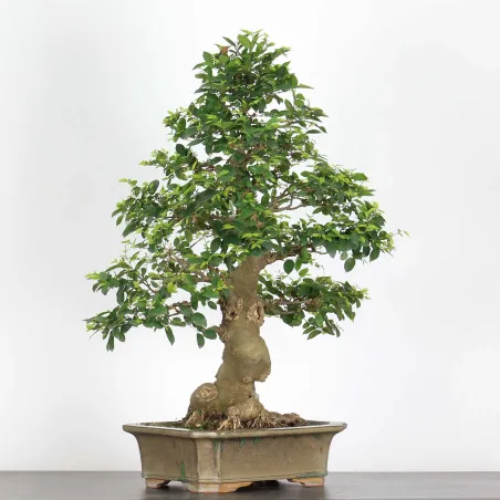 image supplémentaire - BONSAI CELTIS MICOCOULIER 1-12