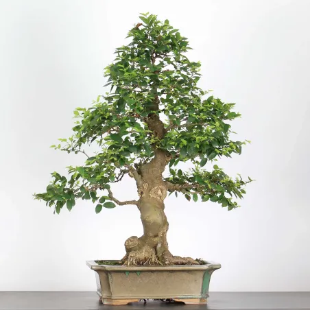 BONSAI CELTIS MICOCOULIER 1-12