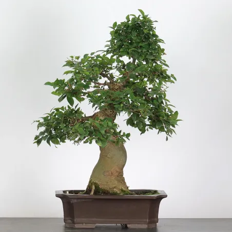 BONSAI CELTIS MICOCOULIER 1-16