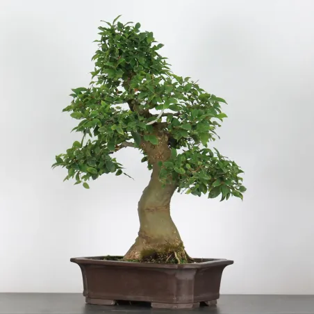 image supplémentaire - BONSAI CELTIS MICOCOULIER 1-16