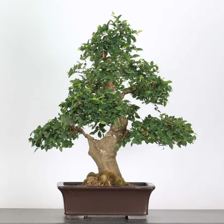 BONSAI CELTIS HACKBERRY 1-15