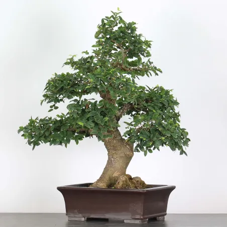 image supplémentaire - BONSAI CELTIS MICOCOULIER 1-15