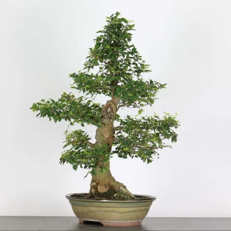 image supplémentaire - BONSAI CELTIS MICOCOULIER 1-18