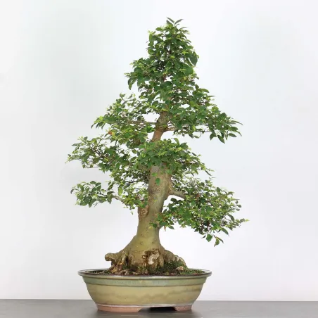 BONSAI CELTIS MICOCOULIER 1-18