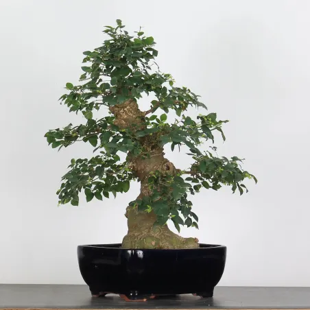 BONSAI CELTIS MICOCOULIER 1-17