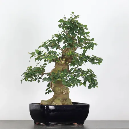 image supplémentaire - BONSAI CELTIS MICOCOULIER 1-17