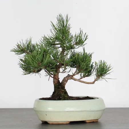 Mugo Bonsai Pine PM-1-7