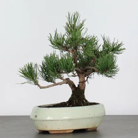 image supplémentaire - BONSAI PINUS MUGO 1-7