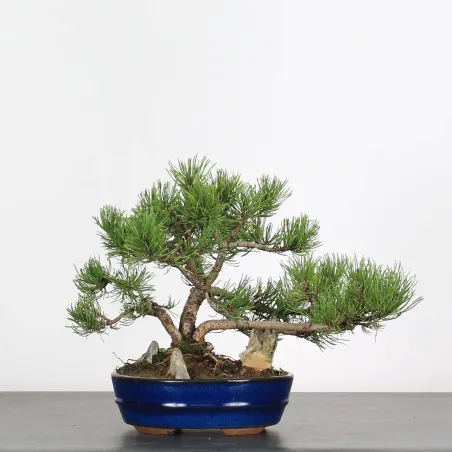 Pin mugo bonsai PM-1-9