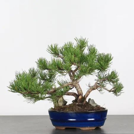 image supplémentaire - BONSAI PINUS MUGO 1-9