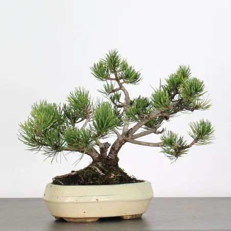 Mugo Bonsai Pine PM-1-11