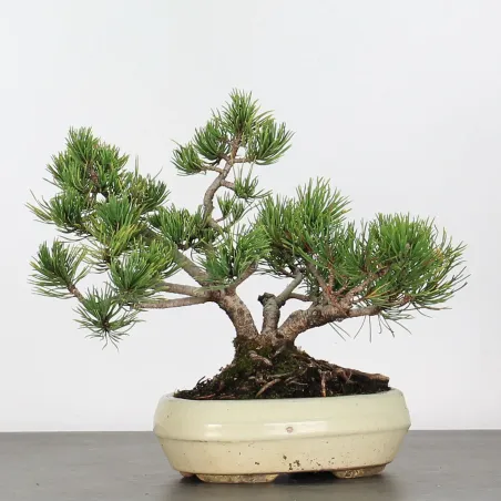 image supplémentaire - BONSAI PINUS MUGO 1-11