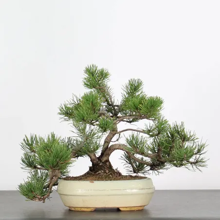 Mugo Bonsai Pine PM-1-12