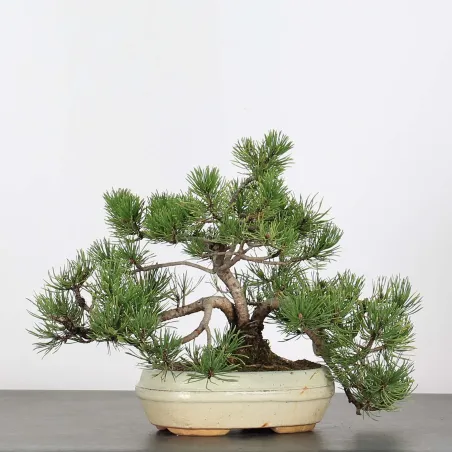 image supplémentaire - BONSAI PINUS MUGO 1-12