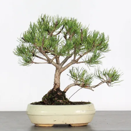 BONSAI PINUS MUGO 1-16