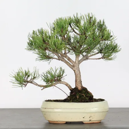 image supplémentaire - BONSAI PINUS MUGO 1-16